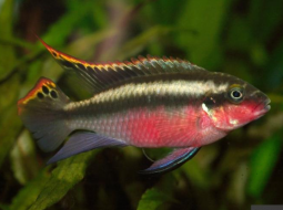 Пельвикахромис пульхер или попугайчик (Pelvicachromis pulcher)