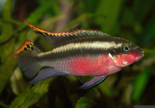 Пельвикахромис пульхер или попугайчик (Pelvicachromis pulcher)