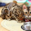 Хищница в доме: чем кормить бенгальскую кошку?