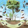 Окружающая среда .Что такое биоразнообразие, биом и лимнология?