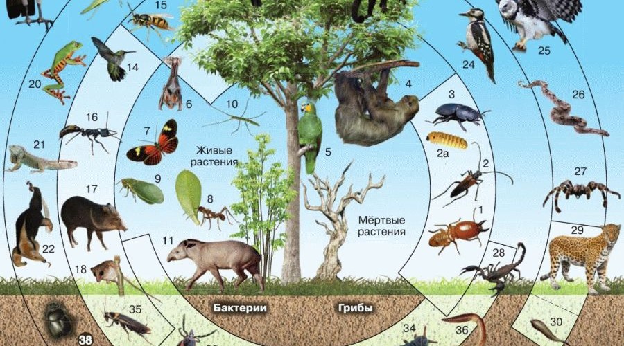 Окружающая среда .Что такое биоразнообразие, биом и лимнология?