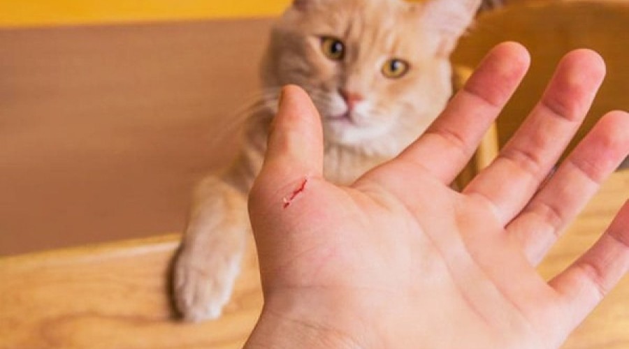 Что делать, если вас поцарапал кот