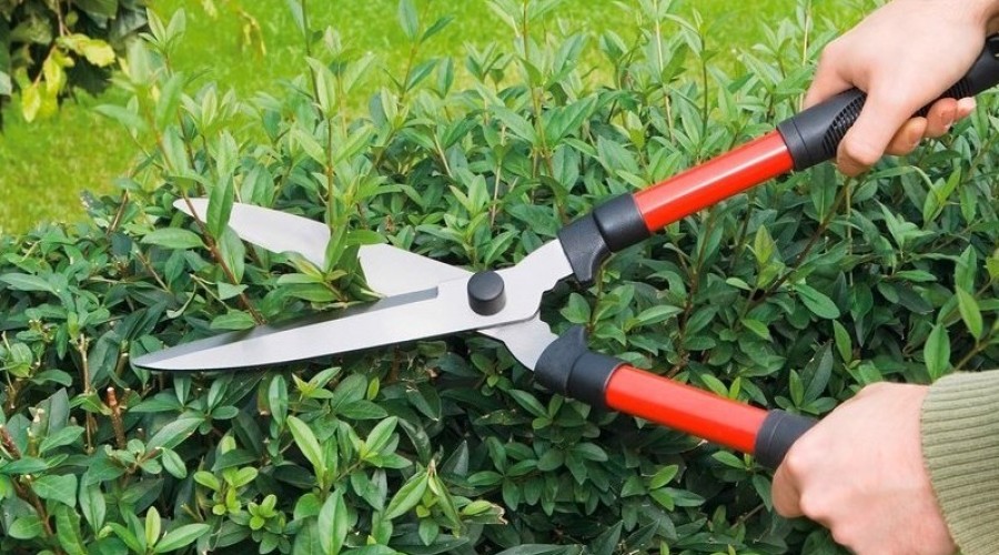 Как выбрать инструменты для обрезки сада