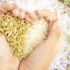 Какие полезные свойства риса?