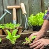 Полезные советы для садоводов
