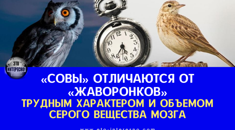 Почему «совы» успешнее «жаворонков»?