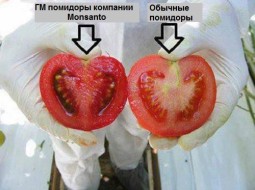 Опасны ли генномодифицированные продукты?